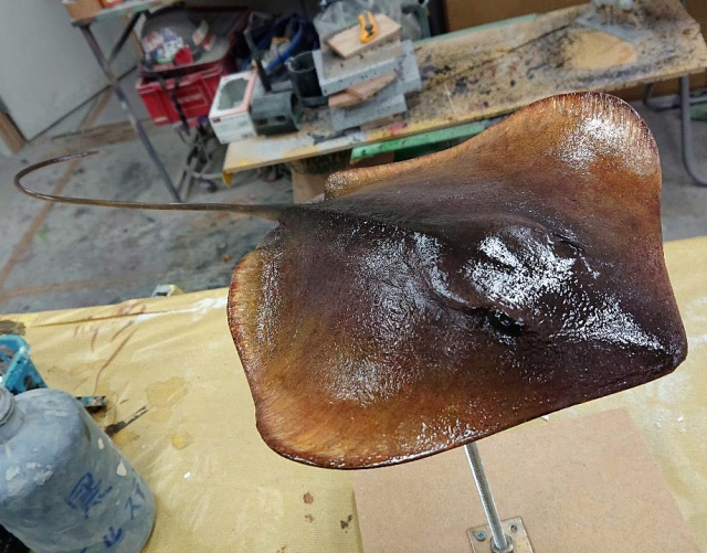 エイ 正面