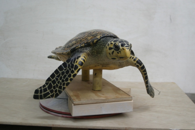 タイマイ 正面右