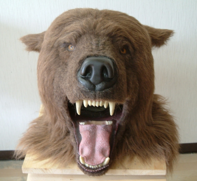 熊 の頭部正面